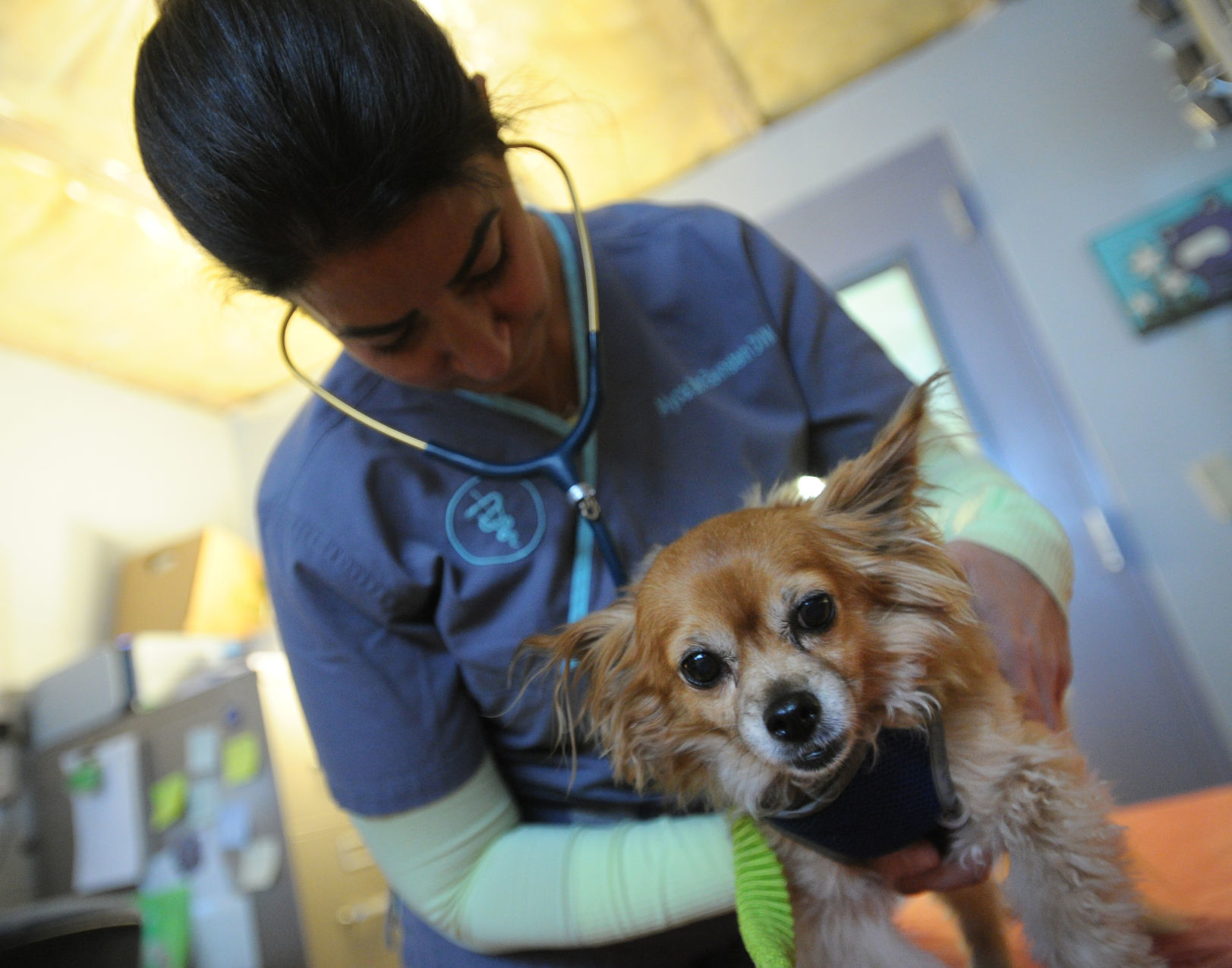 PET CLINIC